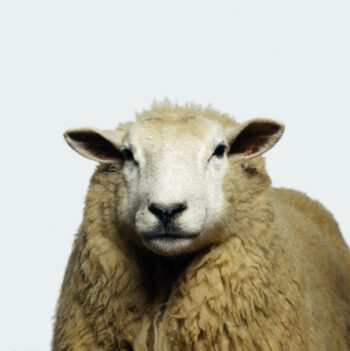 Kurban Bayramında Beslenme