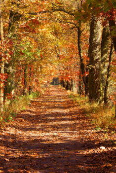 Sonbaharın Rengi Sarıdır Turuncudur