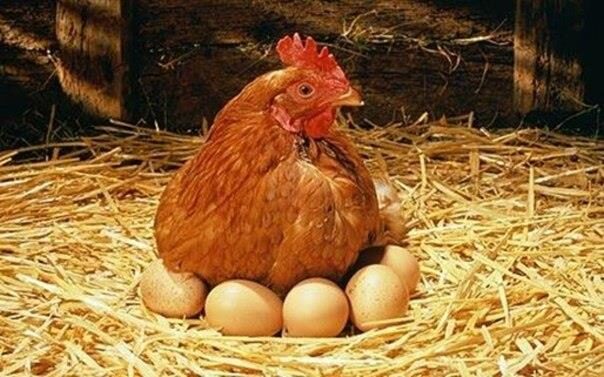 Yumurta Tavuktan Çıkar