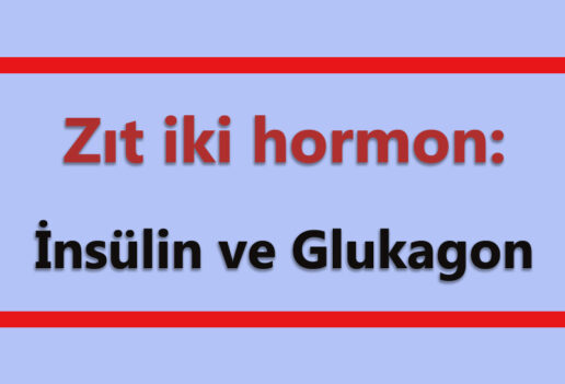 zıt iki hormon